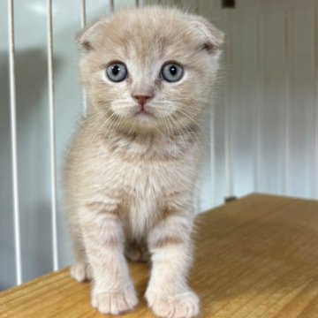 スコティッシュフォールド(折れ耳)【栃木県・男の子・2023年12月12日・クリーム】の写真「クリームの男の子（2）」