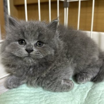 ブリティッシュロングヘア【栃木県・女の子・2023年5月22日・ブルー】の写真「ブルーの女の子（１）」