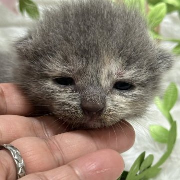 スコティッシュフォールド(立ち耳)【栃木県・女の子・2024年8月10日・ブルークリーム】の写真「ブルークリームの女の子（２）」