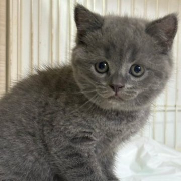 ブリティッシュショートヘア【栃木県・男の子・2023年10月3日・ブルー】の写真「ブルーの男の子（１）」
