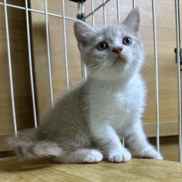ブリティッシュショートヘア【栃木県・男の子・2023年8月24日・クリーム&ホワイト】の写真「クリーム＆ホワイトの男の子」