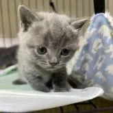 ブリティッシュショートヘア【栃木県・女の子・2023年1月23日・ブルー】の写真1「2/26　　撮影」