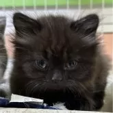 ブリティッシュロングヘア【栃木県・女の子・2024年10月25日・チョコレート】の写真1