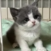 ブリティッシュショートヘア【栃木県・女の子・2023年9月26日・ブルー&ホワイト】の写真1「11/4　　撮影　　お顔が丸くて可愛いです」