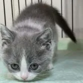 ブリティッシュショートヘア【栃木県・女の子・2022年12月5日・ブルー&ホワイト】の写真1「1/18　　撮影」