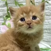 スコティッシュフォールド(立ち耳)【栃木県・男の子・2024年8月10日・レッドマッカレルタビー】の写真1「今、瞳がキトンブルーで美しいです」