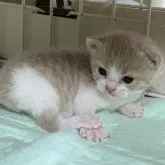 ブリティッシュショートヘア【栃木県・男の子・2023年5月22日・クリーム&ホワイト】の写真1「6/６　　撮影」