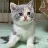 ブリティッシュショートヘア【栃木県・女の子・2022年8月4日・ダイリュートキャリコ】の写真1「９/16　撮影　ダイリュートキャリコは可愛いです」