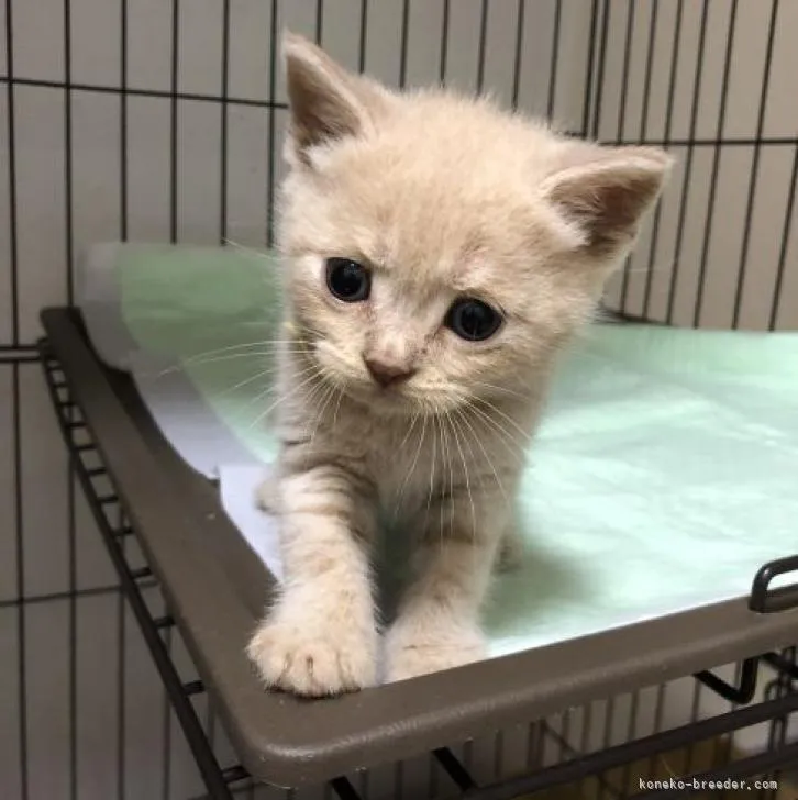 ID:2208-02180の子猫
