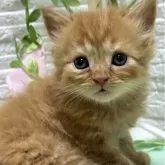 スコティッシュフォールド(立ち耳)【栃木県・男の子・2024年8月10日・レッドマッカレルタビー】の写真2