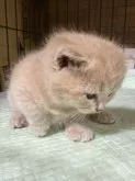 ブリティッシュショートヘア【栃木県・男の子・2023年9月30日・クリーム】の写真2