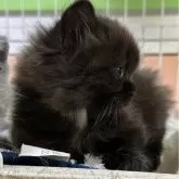 ブリティッシュロングヘア【栃木県・女の子・2024年10月25日・チョコレート】の写真2