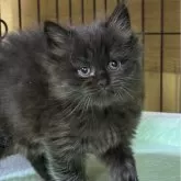 ブリティッシュロングヘア【栃木県・男の子・2024年10月25日・チョコレート】の写真2