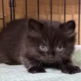 ブリティッシュロングヘア【栃木県・女の子・2024年10月25日・チョコレート】の写真3