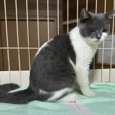 ブリティッシュショートヘア【栃木県・男の子・2024年5月17日・ブルー&ホワイト】の写真4