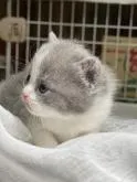 ブリティッシュショートヘア【栃木県・女の子・2022年12月5日・ブルー&ホワイト】の写真4