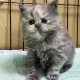 ブリティッシュロングヘア【栃木県・女の子・2025年2月14日・ブルークリーム】の写真9