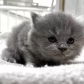 ブリティッシュロングヘア【栃木県・女の子・2025年6月9日・ブルークリーム】の写真10