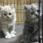 ブリティッシュロングヘア【栃木県・女の子・2025年2月14日・ブルークリーム】の写真11