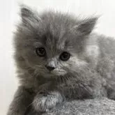 ブリティッシュロングヘア【栃木県・女の子・2025年6月9日・ブルークリーム】の写真11