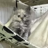 ブリティッシュロングヘア【栃木県・女の子・2025年2月14日・ブルークリーム】の写真12