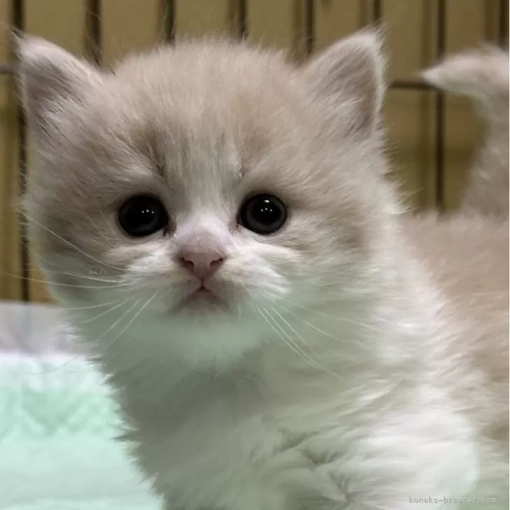 ID：2502-02003の子猫