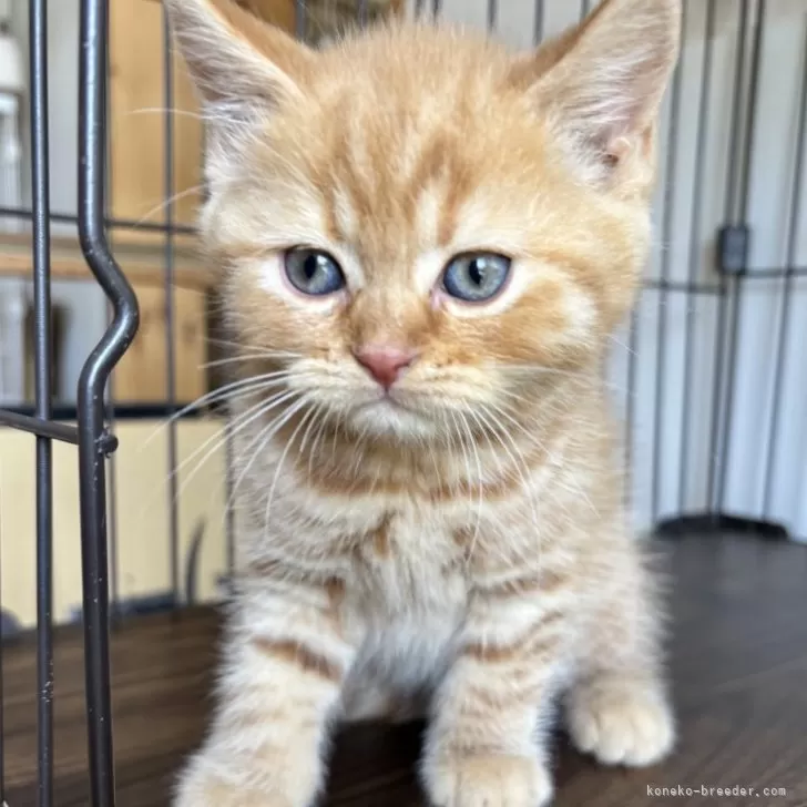 ID:2502-01742の子猫