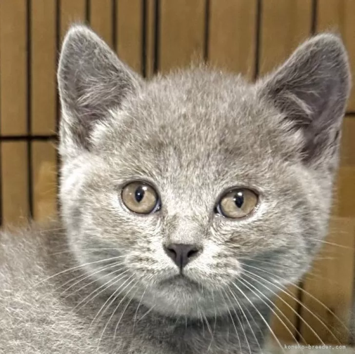 ID:2507-00333の子猫