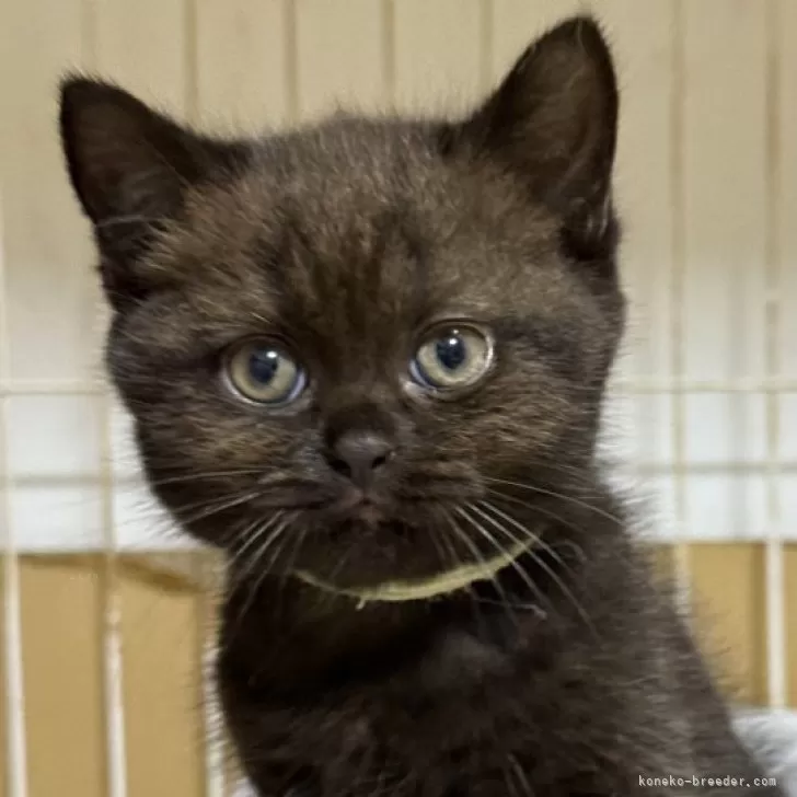 ID：2507-03315の子猫