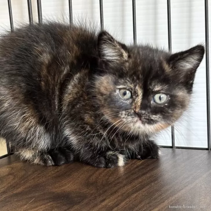 ID：2502-01744の子猫