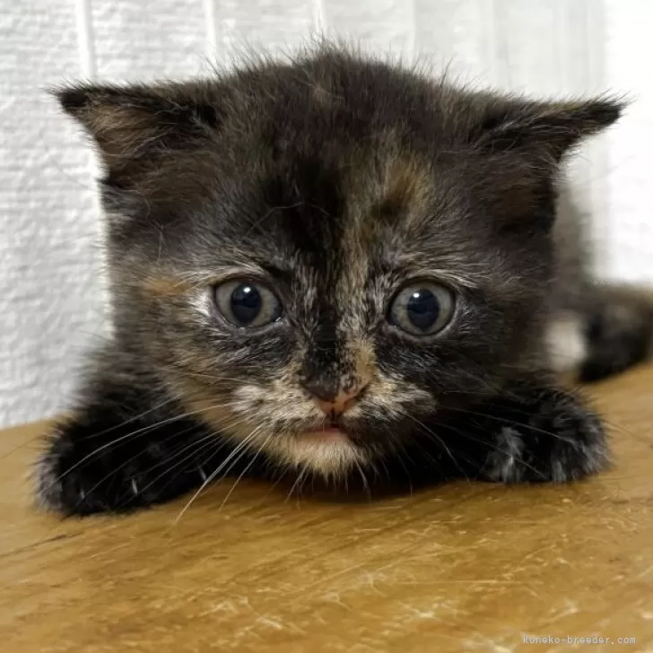 ID：2507-03426の子猫