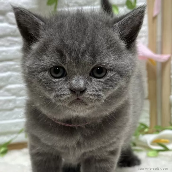 ID：2502-02031の子猫