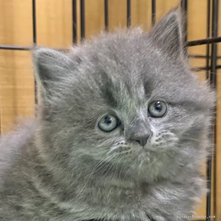 ID：2507-03206の子猫