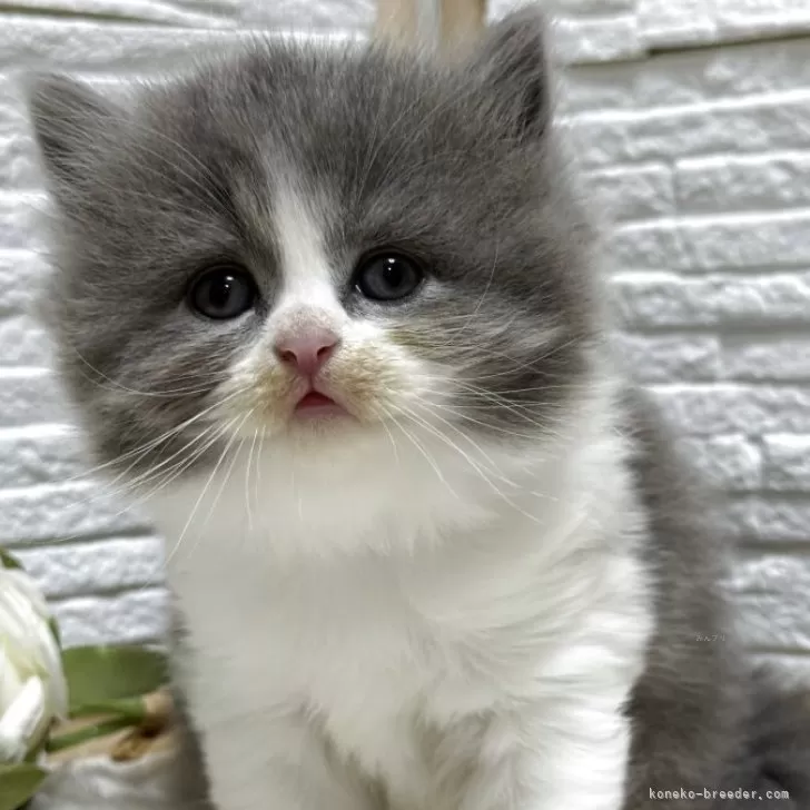 ID：2508-02592の子猫