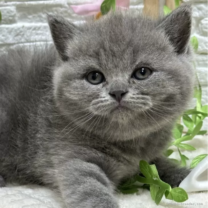 ID：2502-01351の子猫