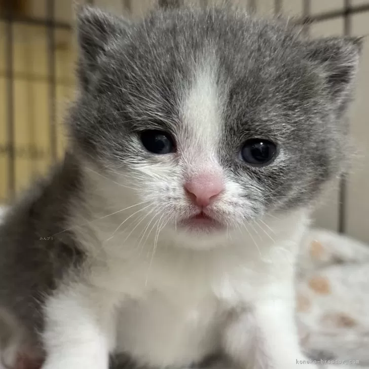 ID：2504-00449の子猫