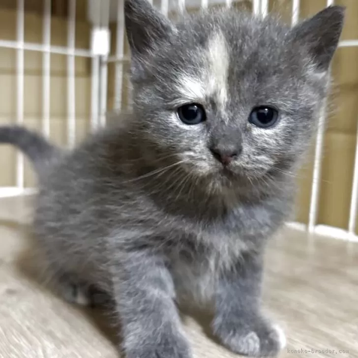 ID：2508-01893の子猫