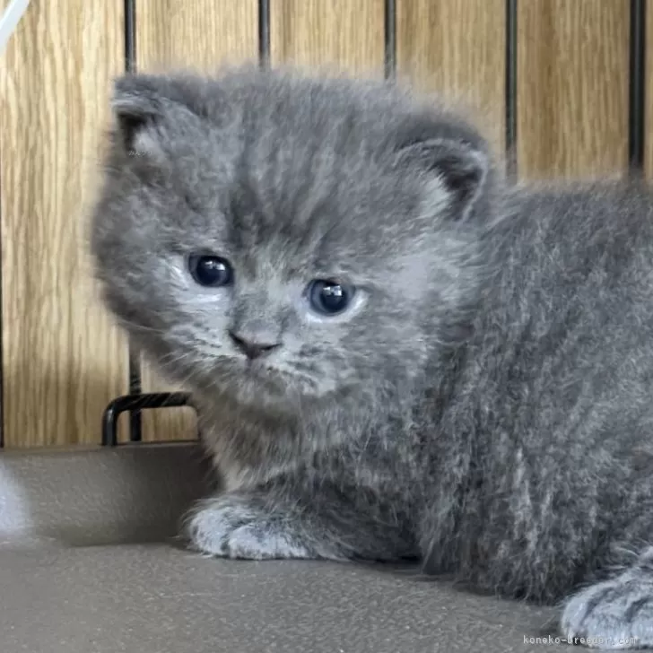 ID：2504-03653の子猫