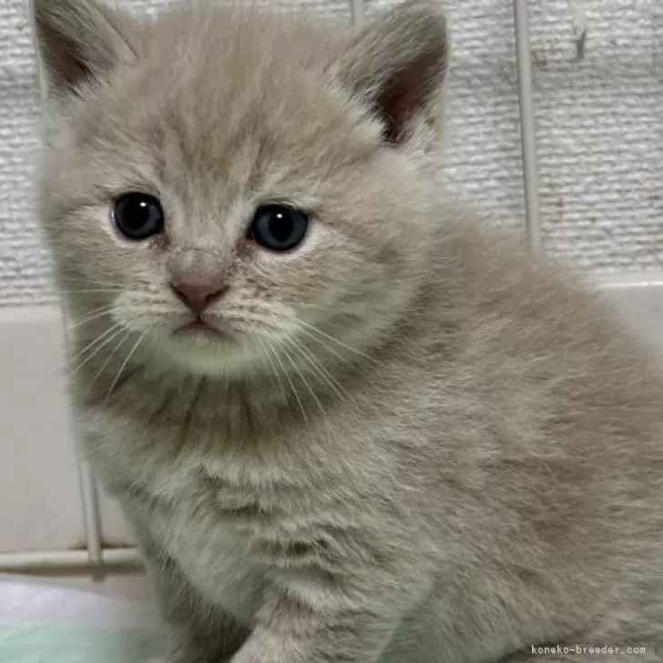 ID:2502-01740の子猫