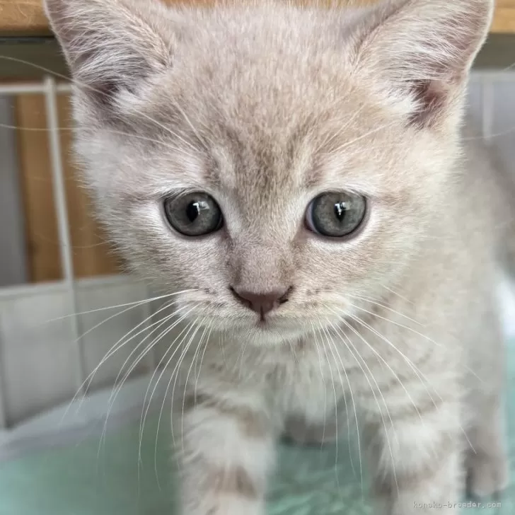 ID：2502-01737の子猫