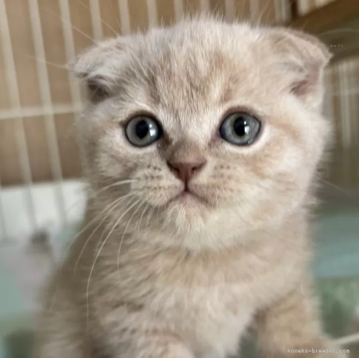 ID:2502-01228の子猫