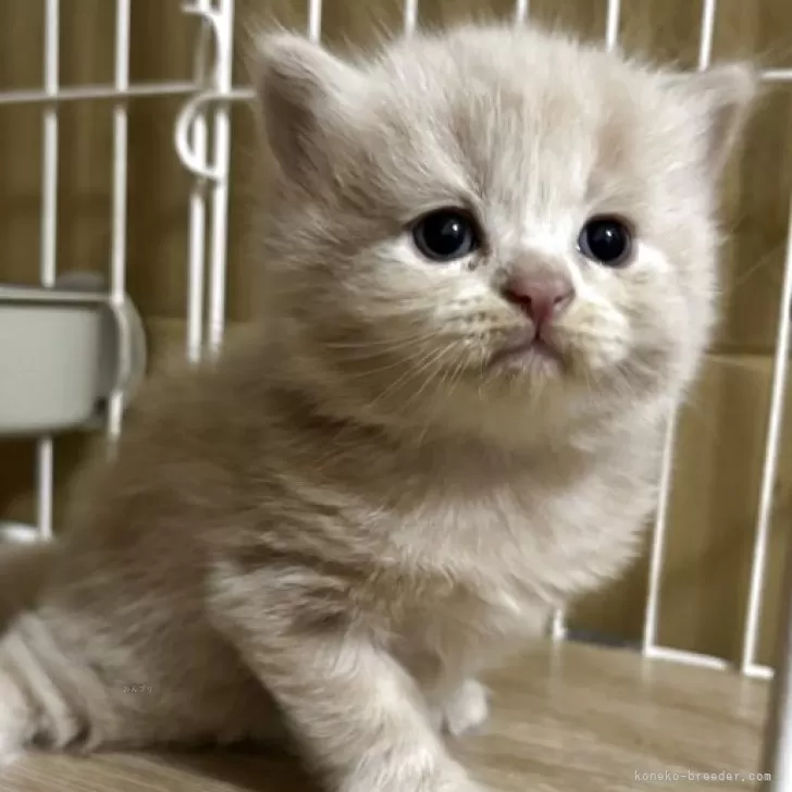 ID：2508-01891の子猫