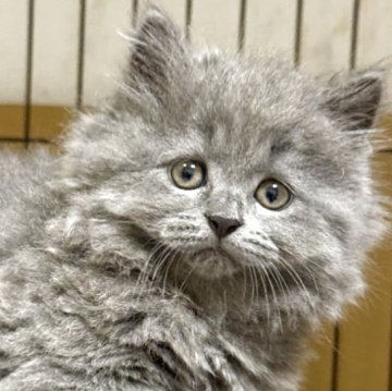 ブリティッシュロングヘア【栃木県・男の子・2025年7月22日・ブルー】の写真「毛色が美しい男の子」