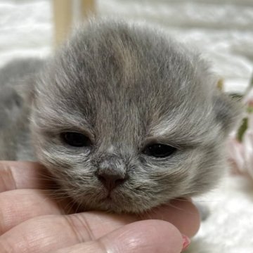 ブリティッシュロングヘア【栃木県・女の子・2025年8月16日・ブルークリーム】の写真「ブルークリームの女の子」