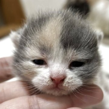 ブリティッシュショートヘア【栃木県・女の子・2025年11月9日・ダイリュートキャリコ】の写真「ダイリュートキャリコの女の子」