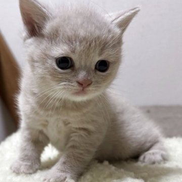 ブリティッシュショートヘア【栃木県・男の子・2025年11月9日・クリーム】の写真「クリームの男の子」