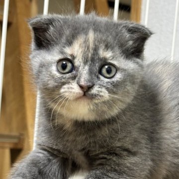 スコティッシュフォールド(折れ耳)【栃木県・女の子・2025年2月4日・ブルークリーム】の写真「ブルークリームの女の子(1)」
