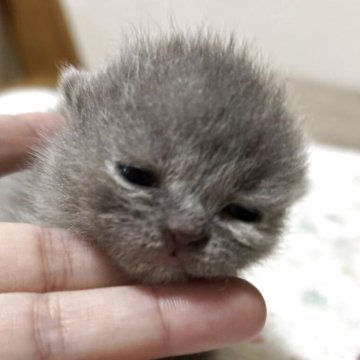 ブリティッシュショートヘア【栃木県・女の子・2025年11月9日・ブルークリーム】の写真「ブルークリームの女の子」