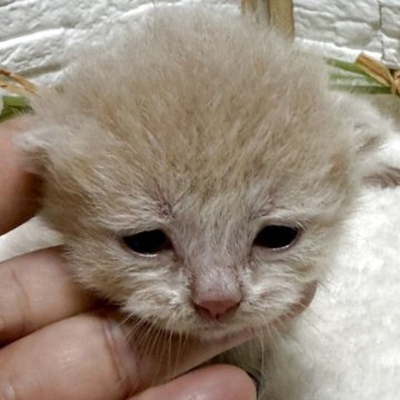ブリティッシュショートヘア【栃木県・男の子・2025年9月2日・クリーム】の写真「クリームの男の子（１）」