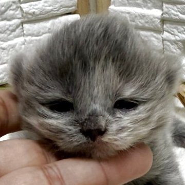ブリティッシュショートヘア【栃木県・女の子・2025年9月8日・ブルークリーム】の写真「薄いブルーで可愛い女の子」